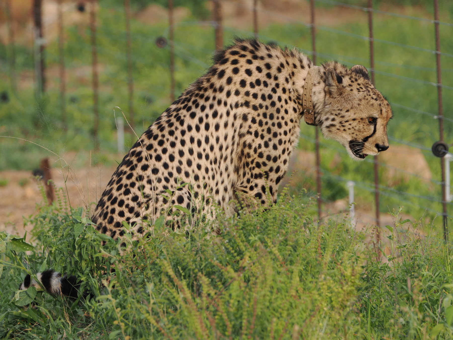 I can't believe it got through the fence