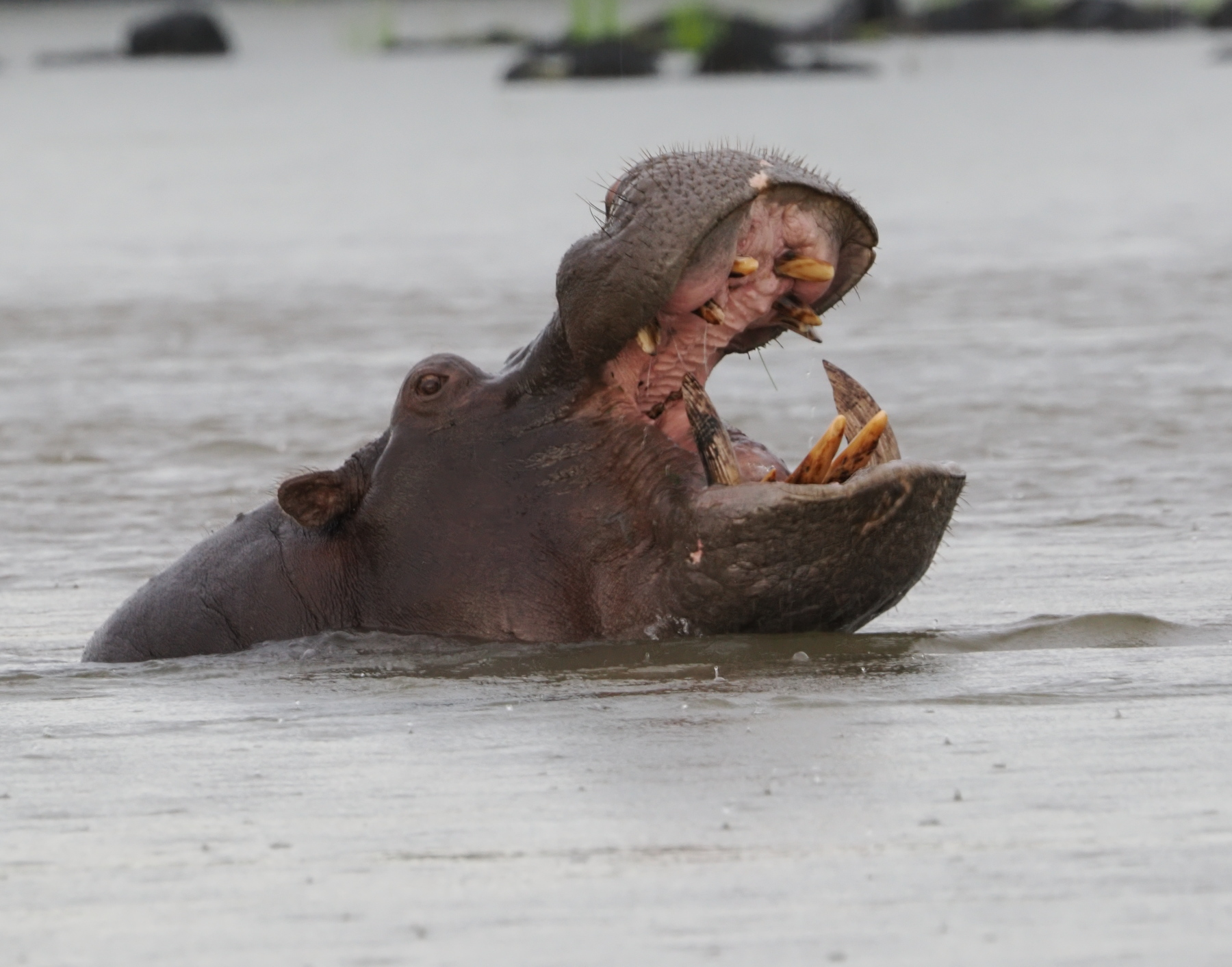 Not a yawn - this hippo is displaying his territorial warning. 