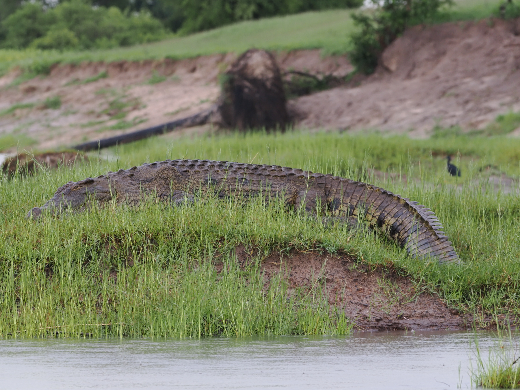 This large croc seems to be missing part of its tail