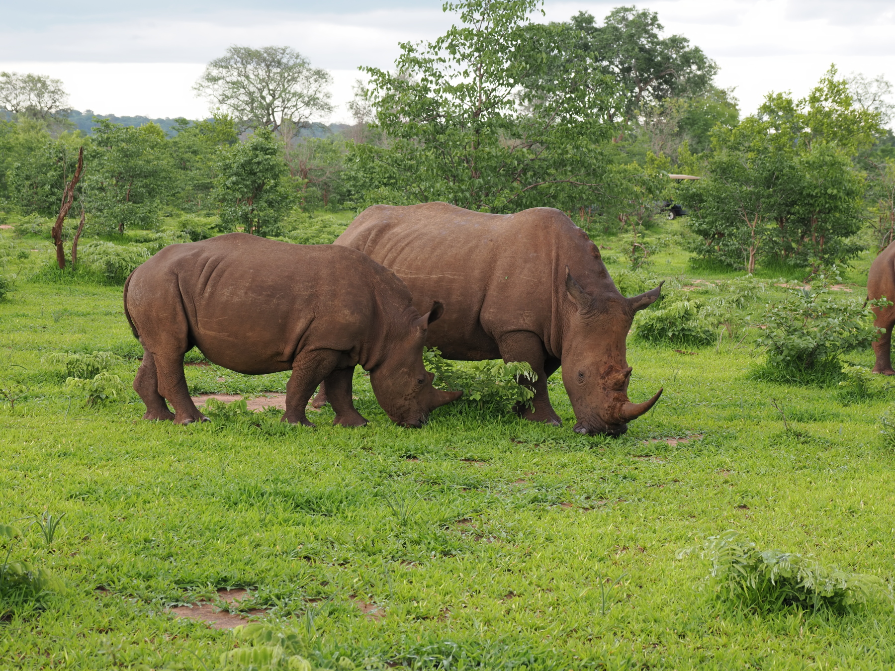 the male is the larger one