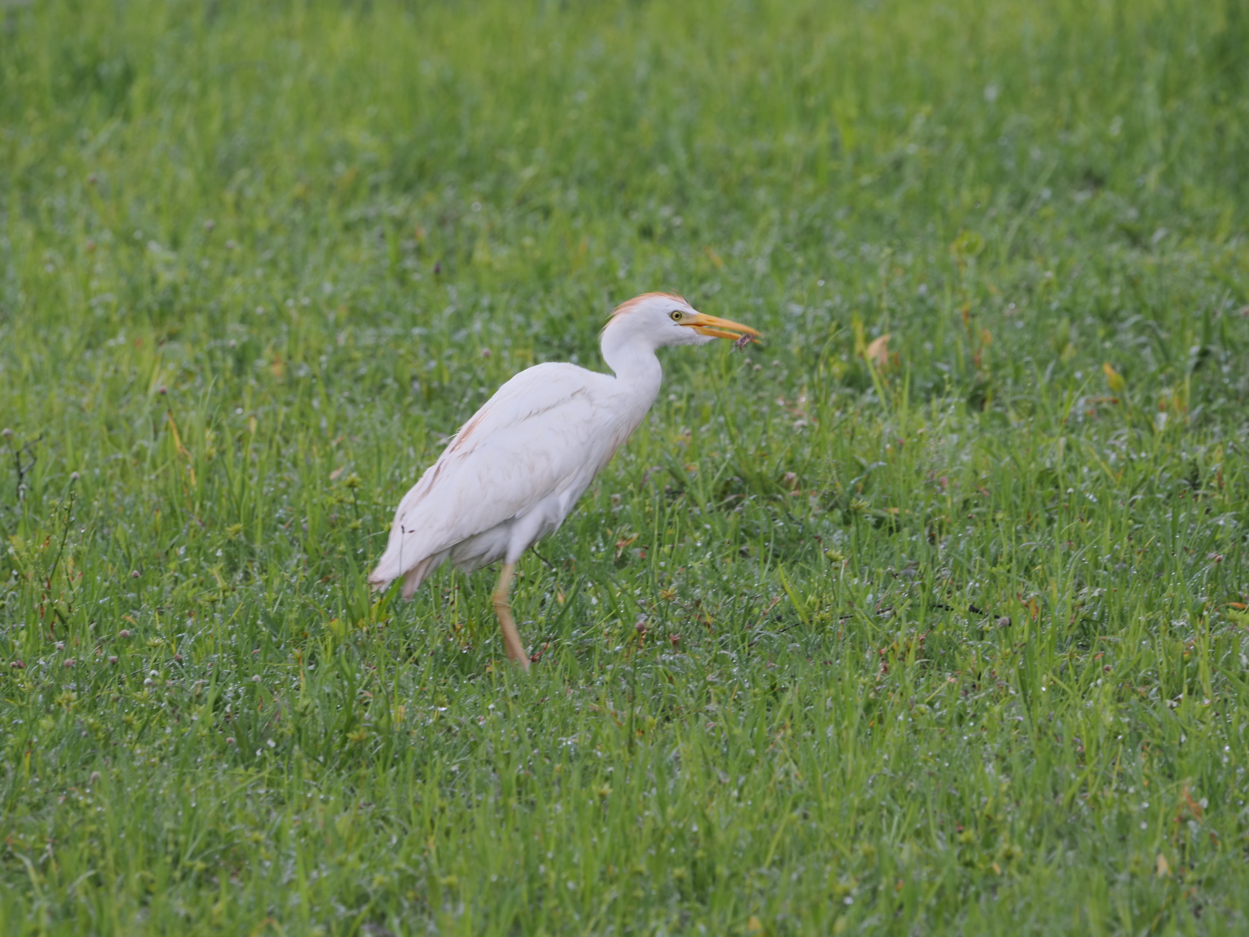 Cattle Egret