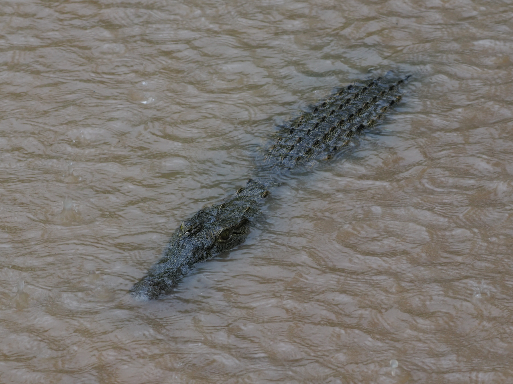 2m (6') Croc in a puddle on a park road