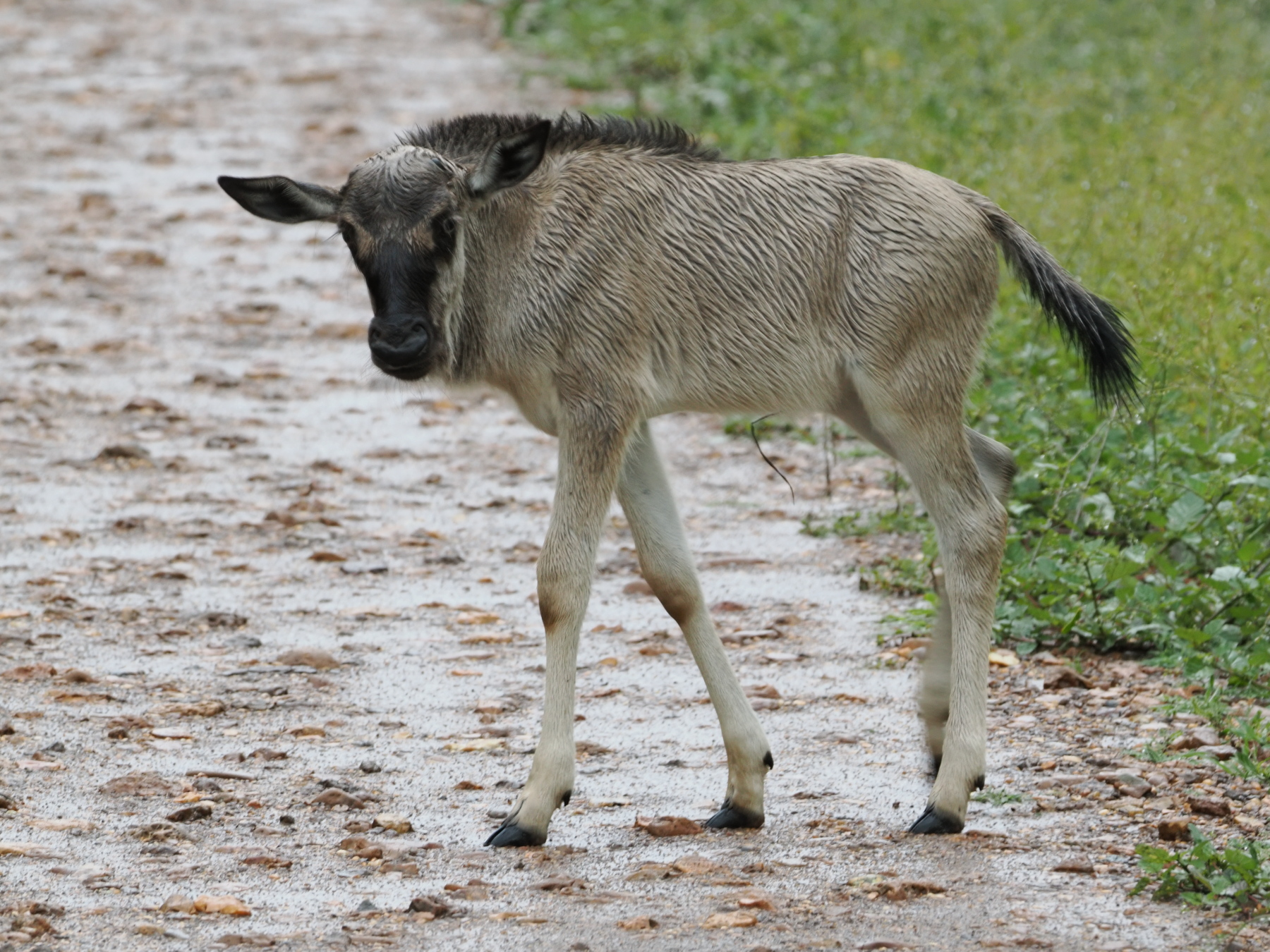 Wildebeest calf taking a break from playing 'chasie-chasie'