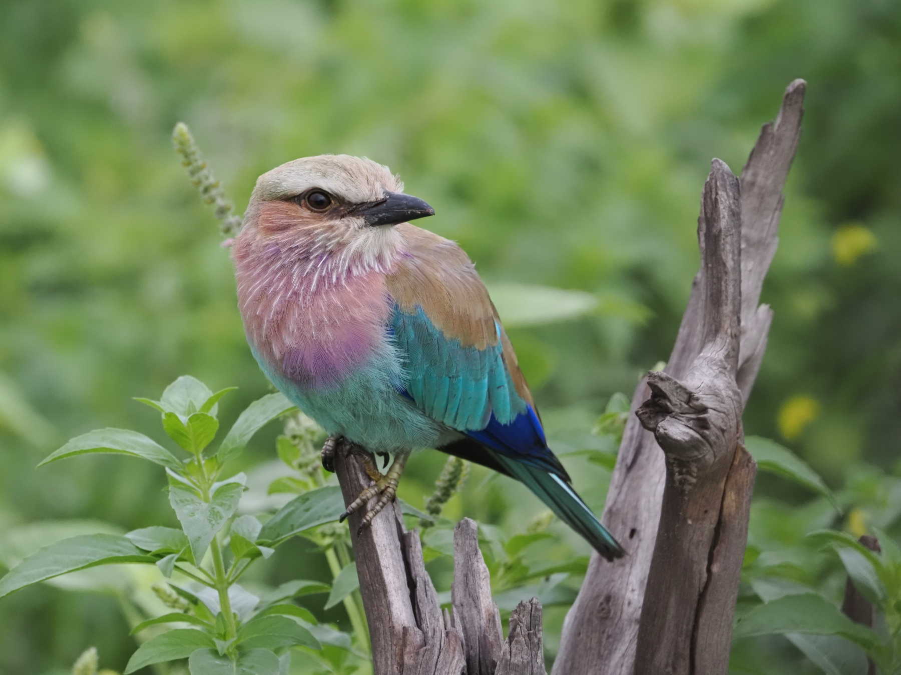 Another lilac breaster roller. The guide says this is the most photographed bird on the safari drive