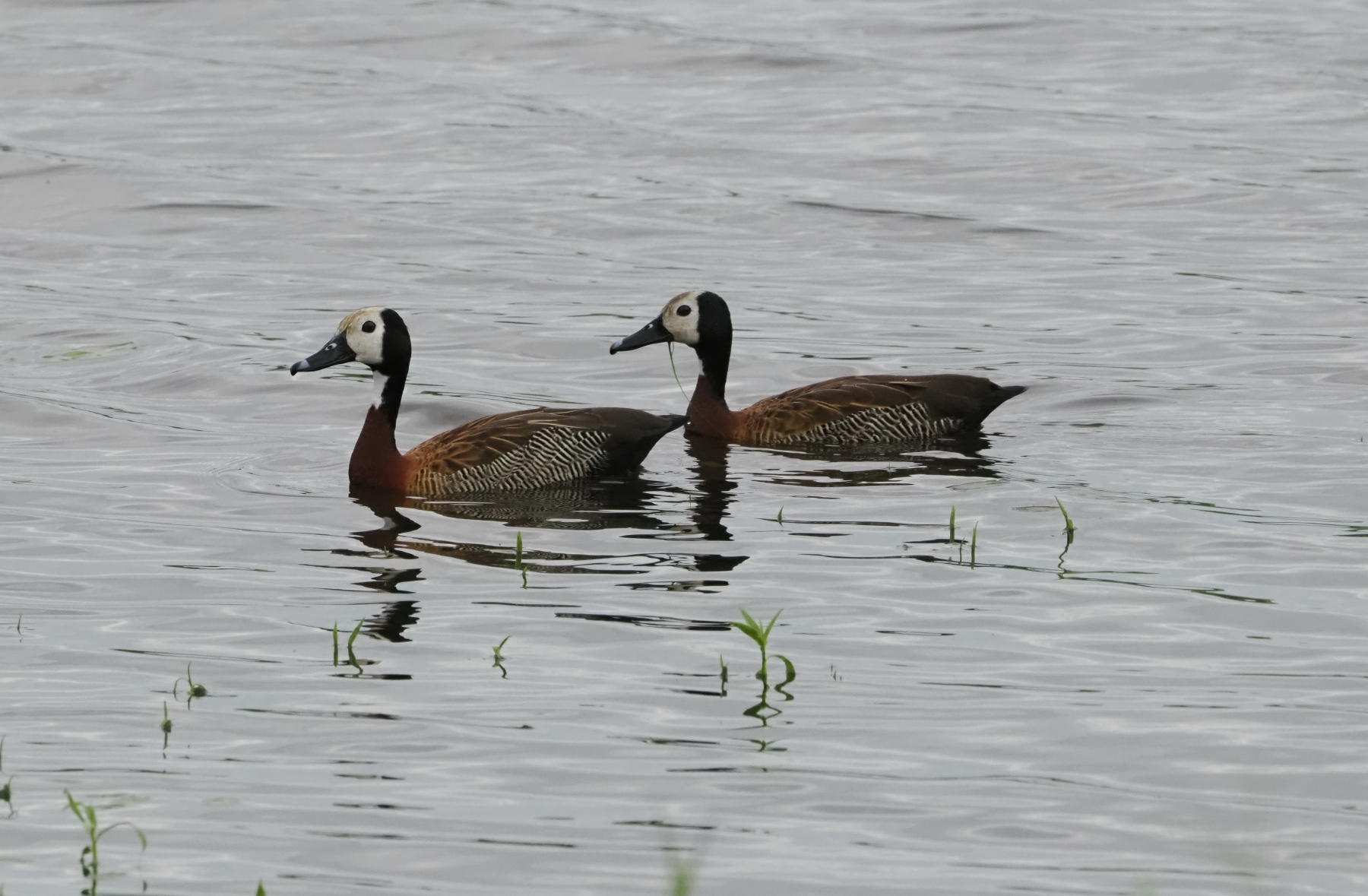 White faced whistling ducks