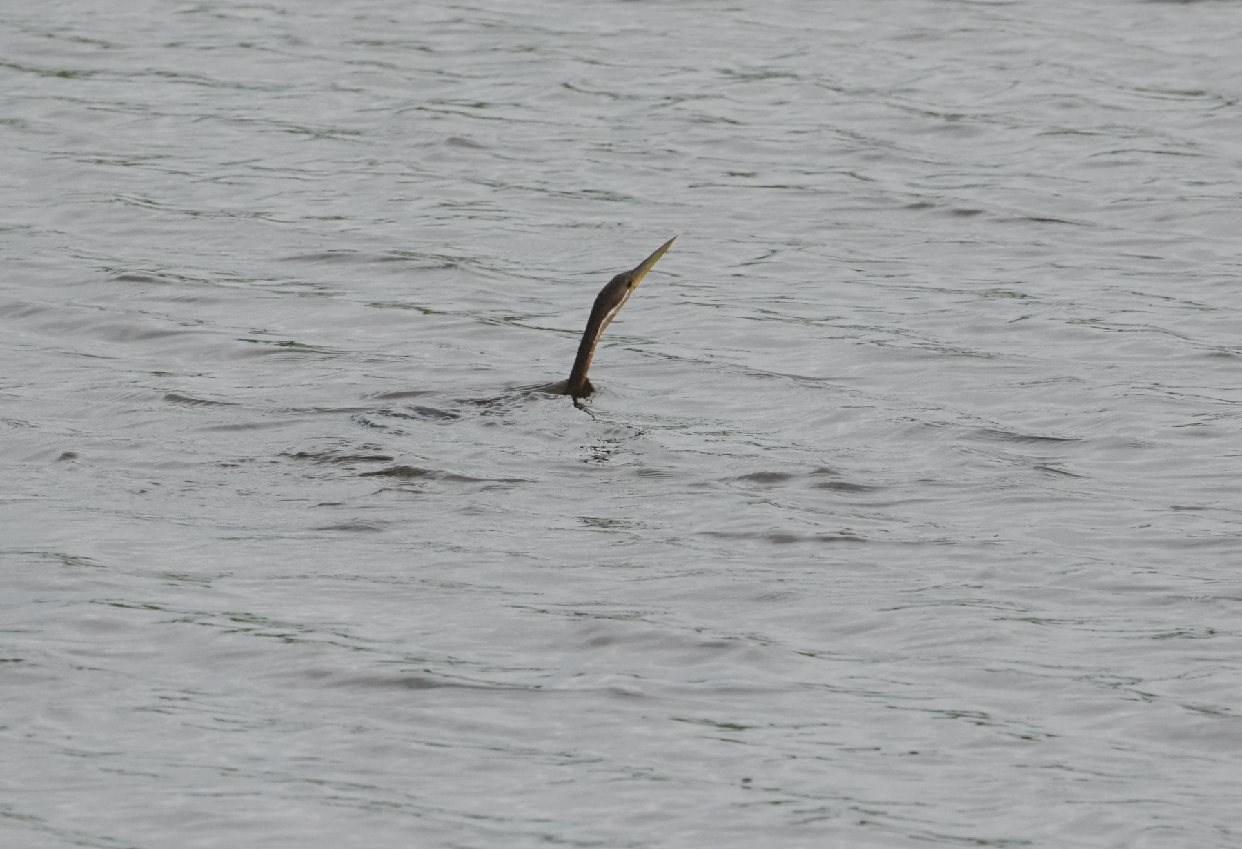 Snake bird again. The entire body is underwater. The head periscopes up for air and then it goes back underwater for fishing