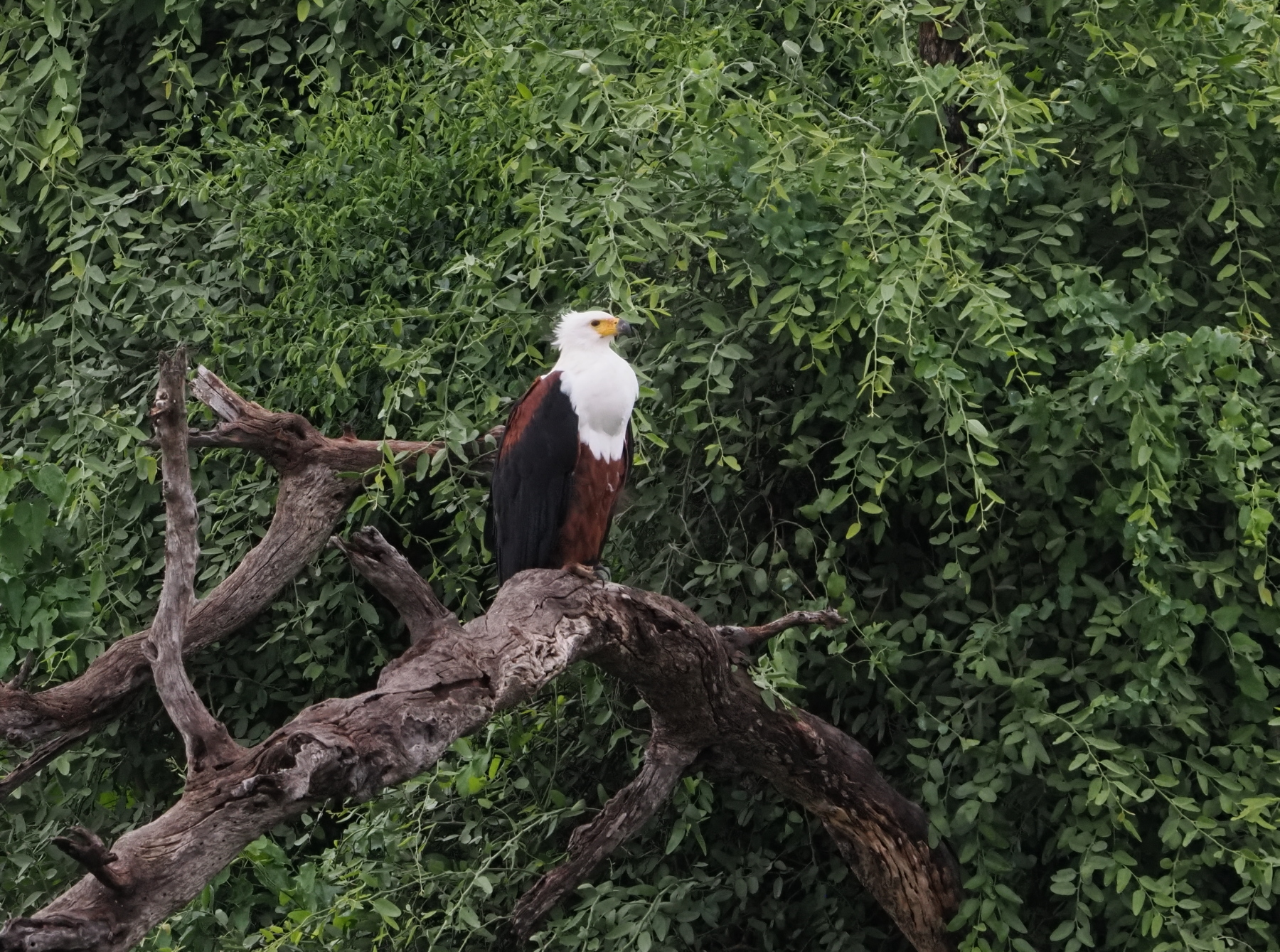 African fish eagle