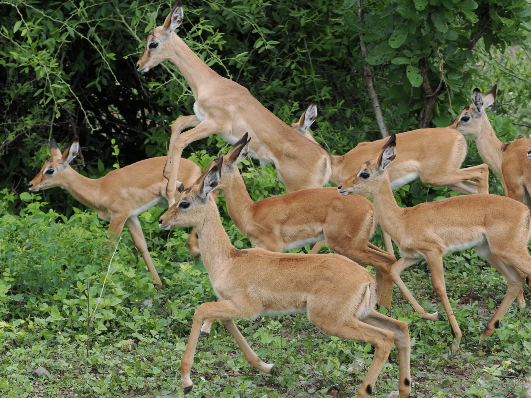 Prancing baby impalas