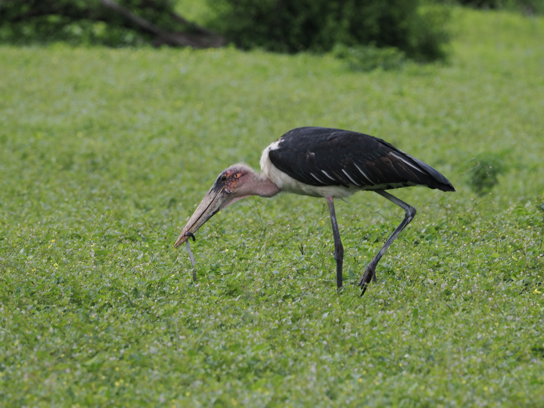 Marabou Stork - one of the ugly 5
