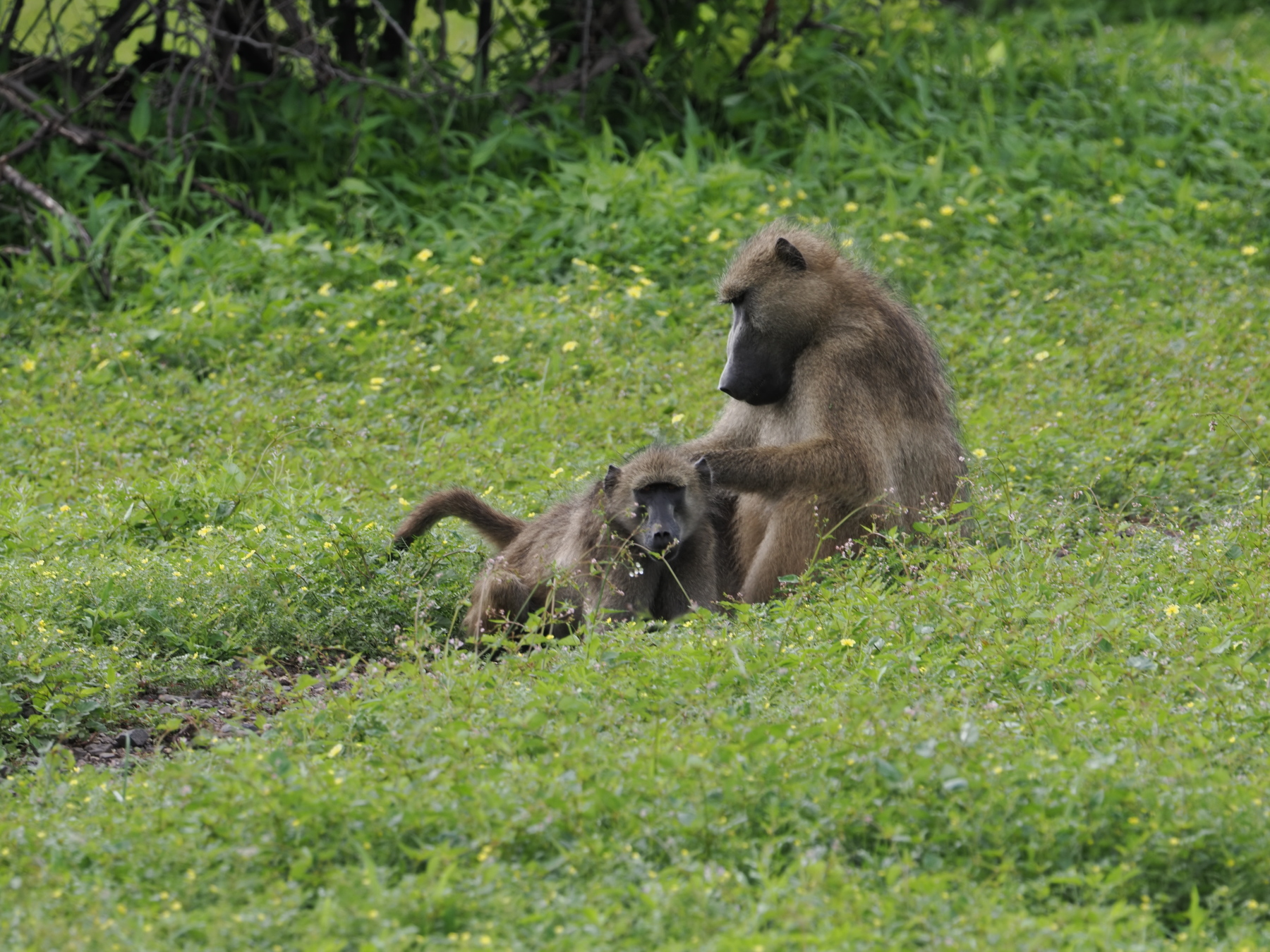 Chacma baboons