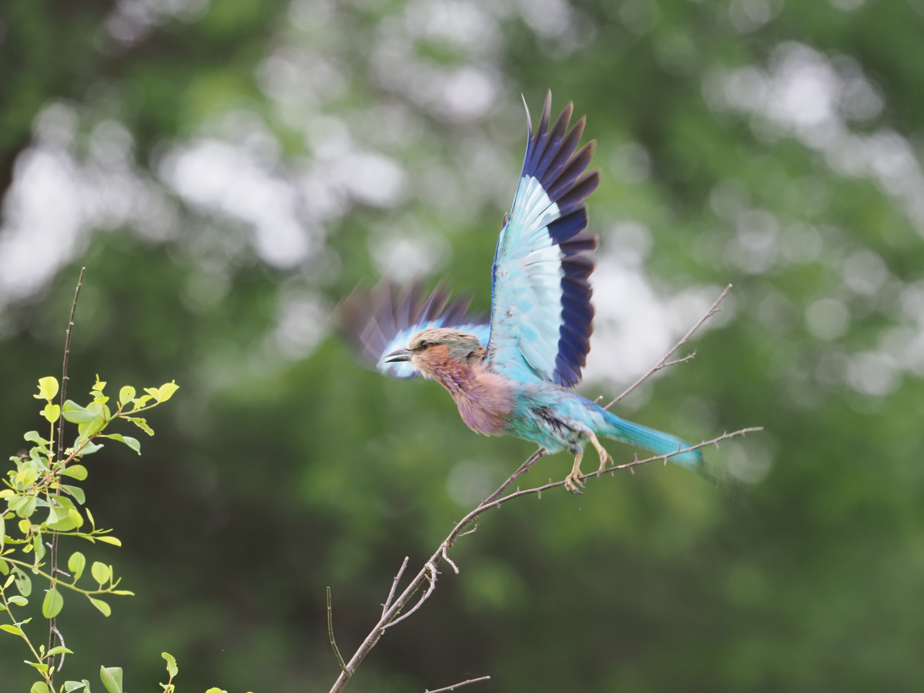 Lilac breasted roller - apparantly the colours attract the bugs that it eats