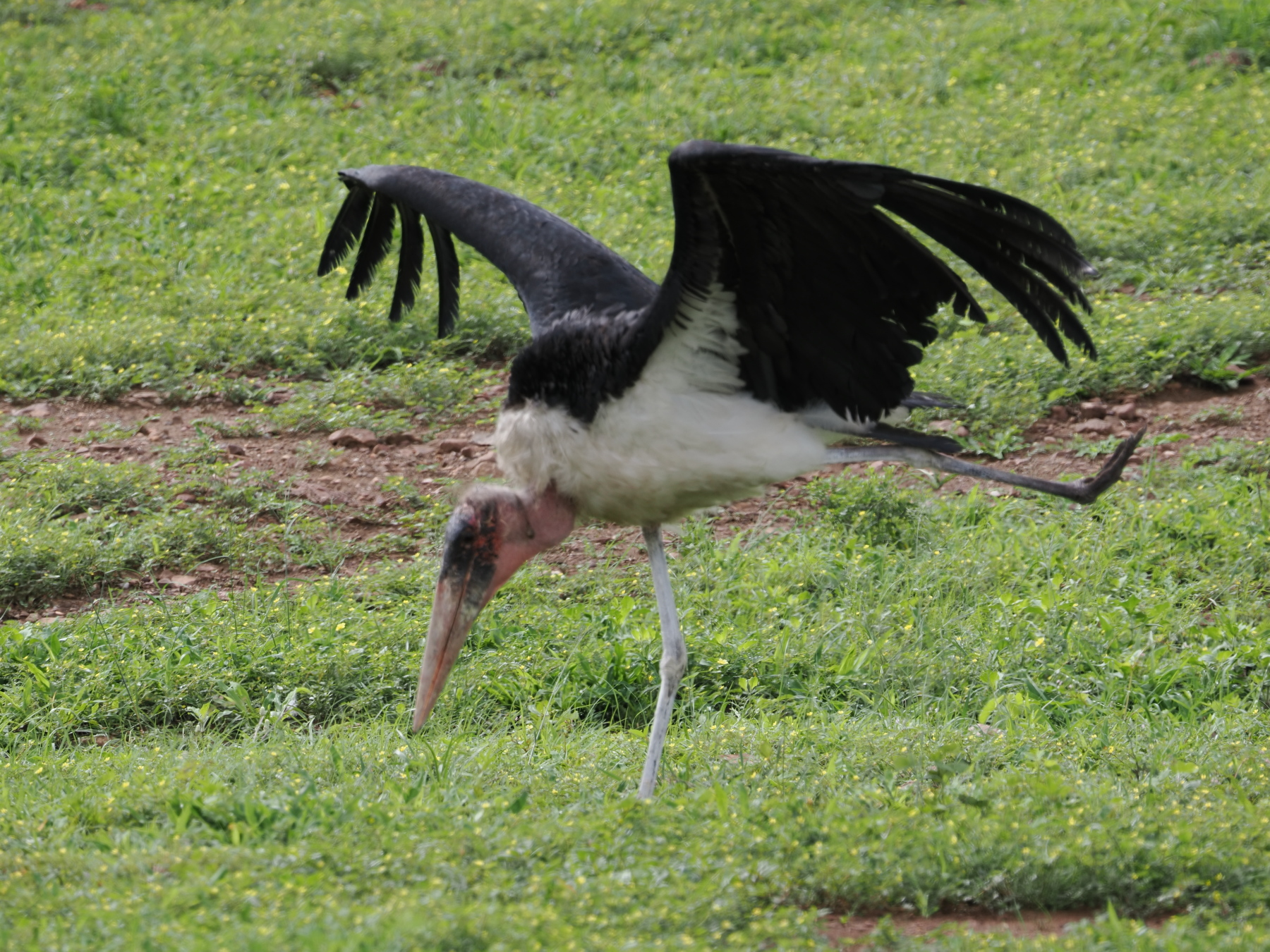 Marabou Stork - his one leg (the black one) was badly infected