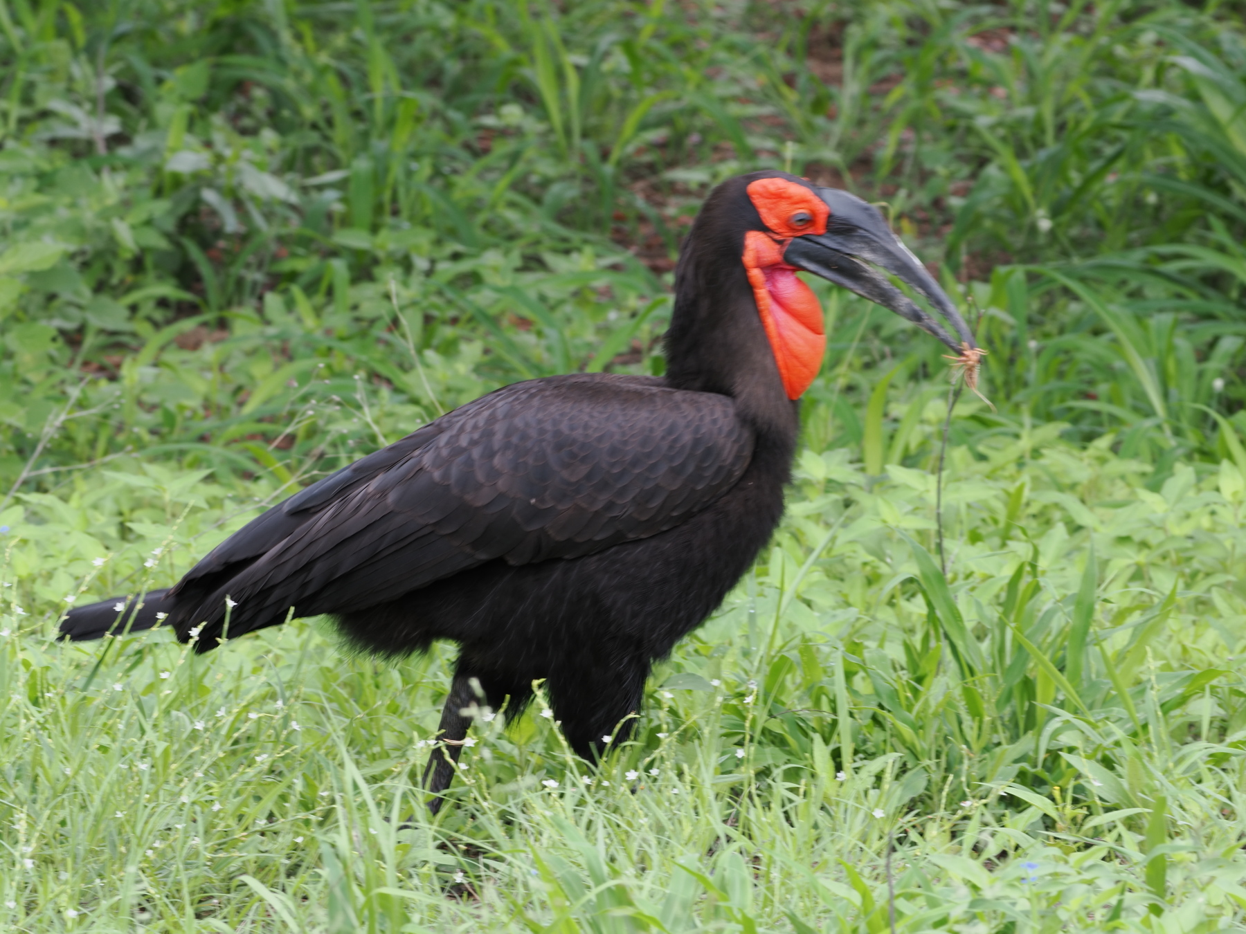 Southern ground hornbill... with a snack in its mouth