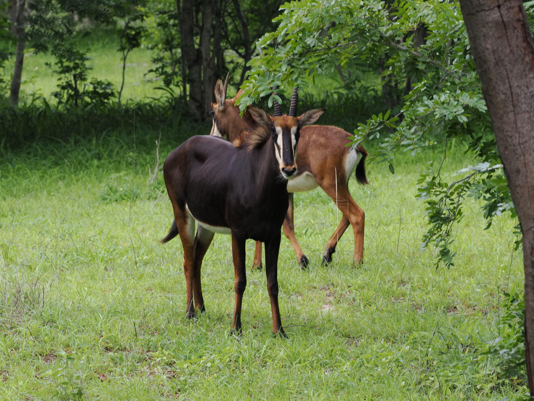 Sable Antelope