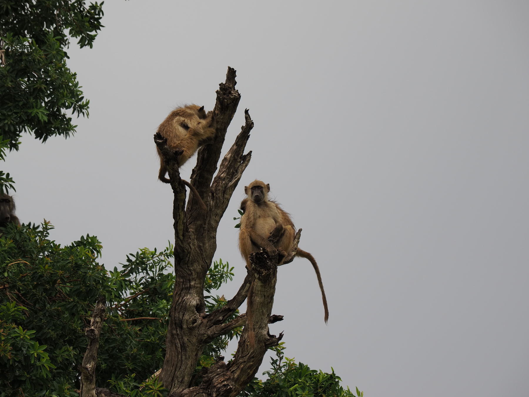 Chacma baboons checking out the tourists