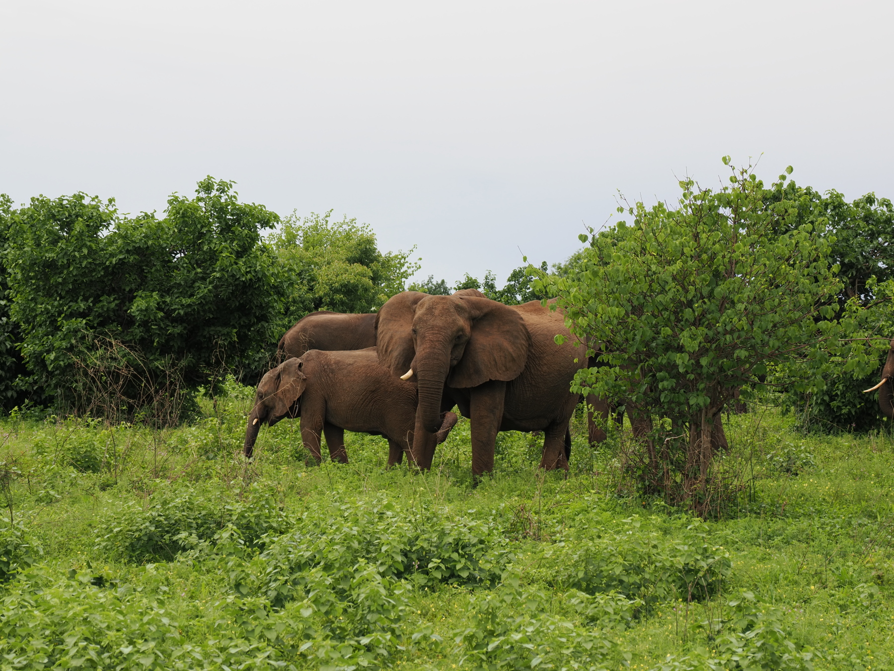 A little annoyed - the wide ears singla aggresion/ worry