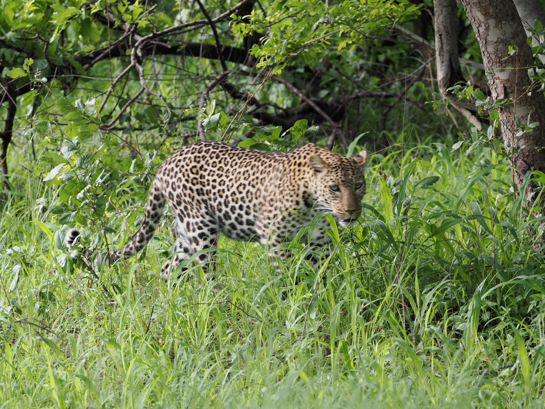 After all our hard looking, this one was walking beside the highway at the start of the game drive