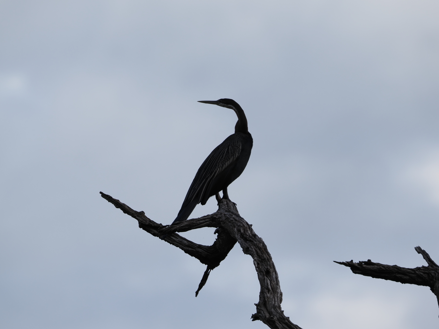 Snake bird - due to the shape of its neck
