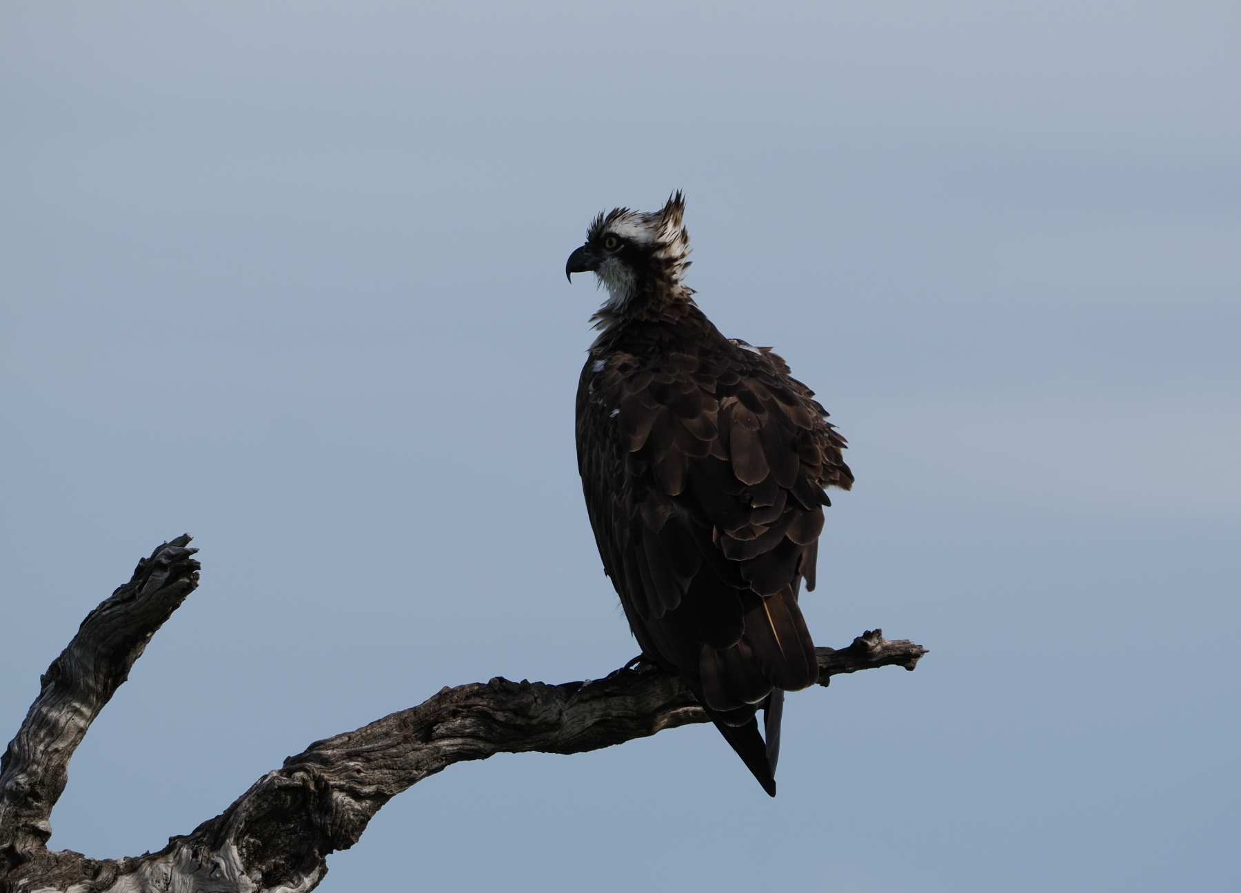 Osprey - doesn't look like the ones back home