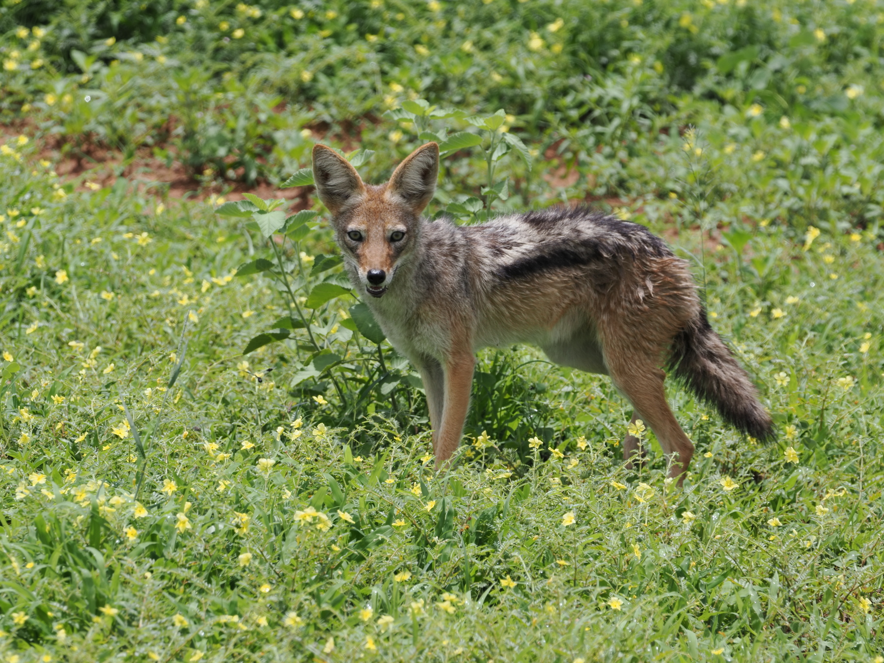 Black backed jackal - about the size of a big fox