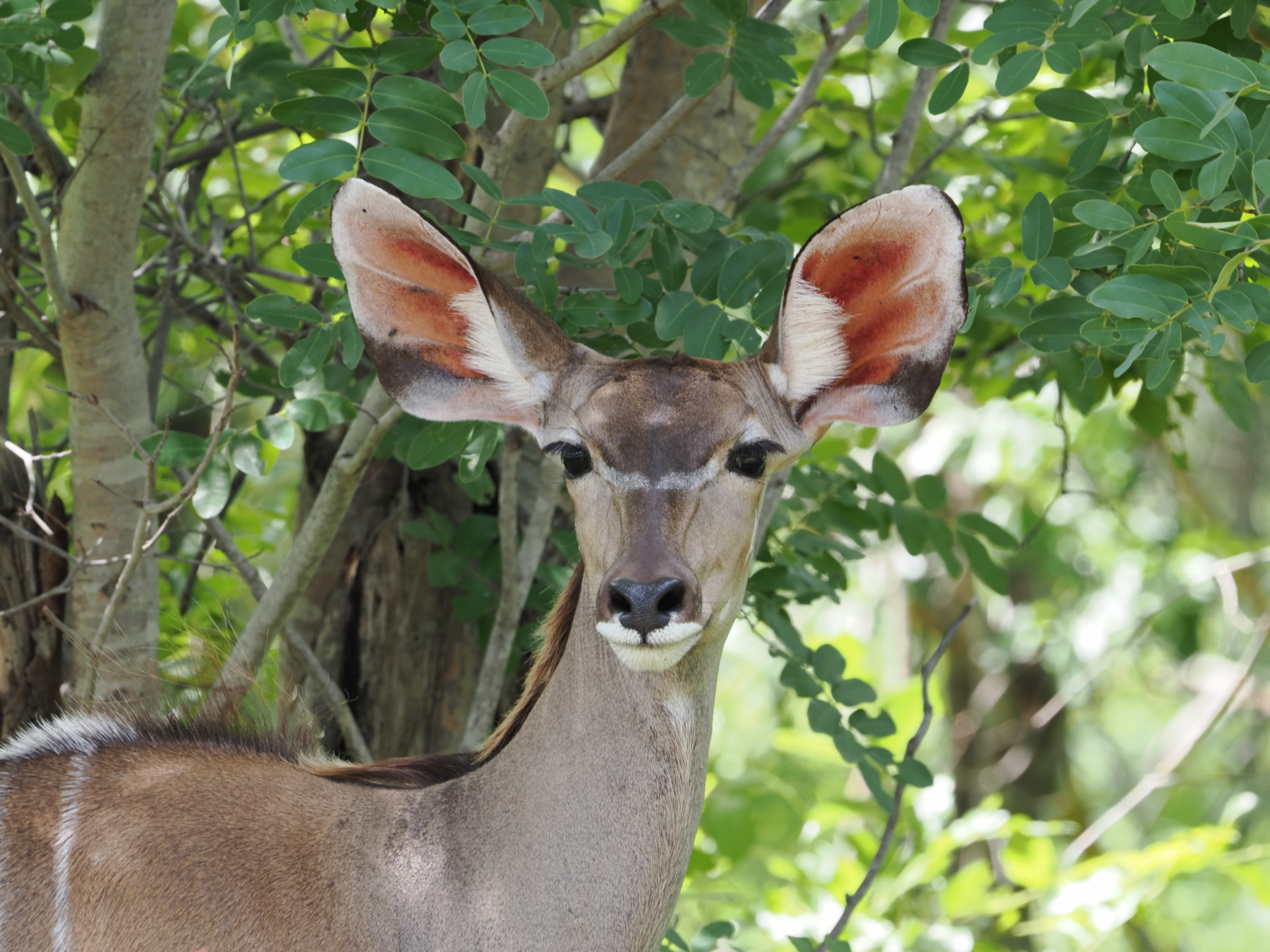 female kudu - never knew they had pink ears