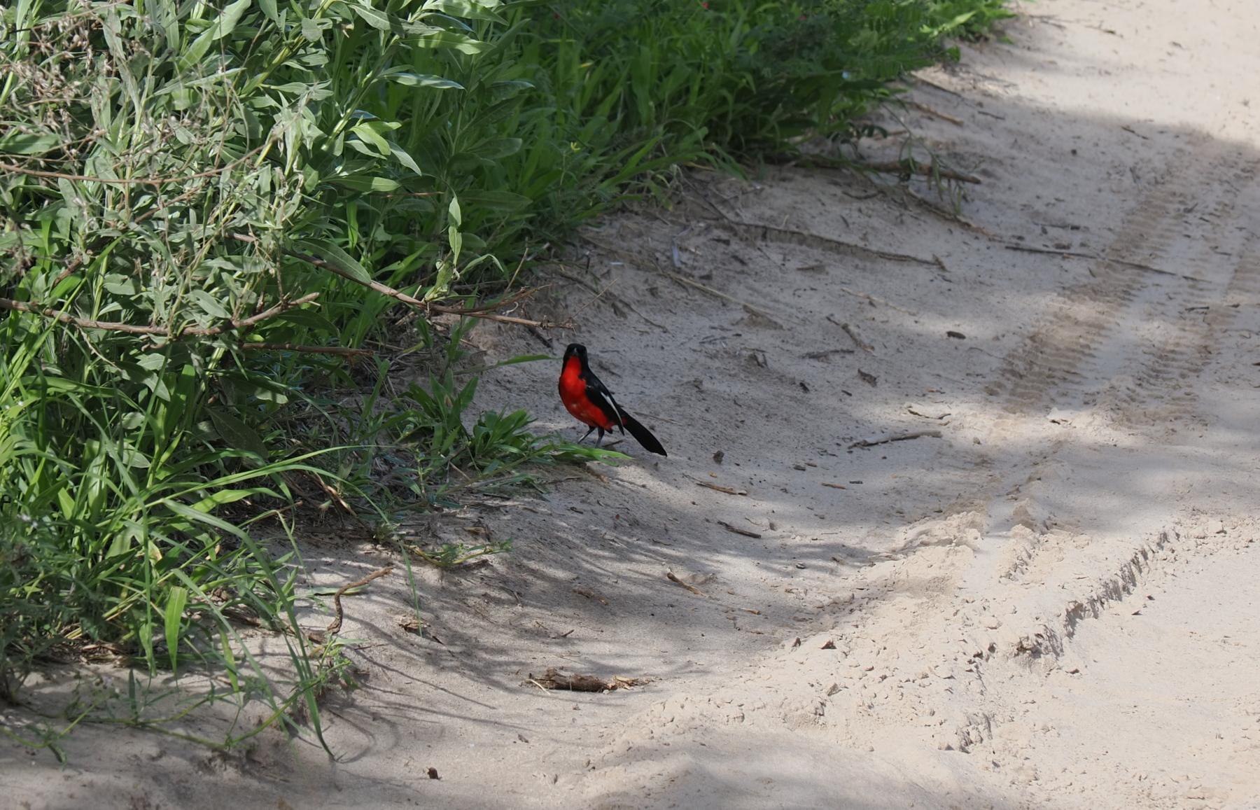 Crimson breasted shrike