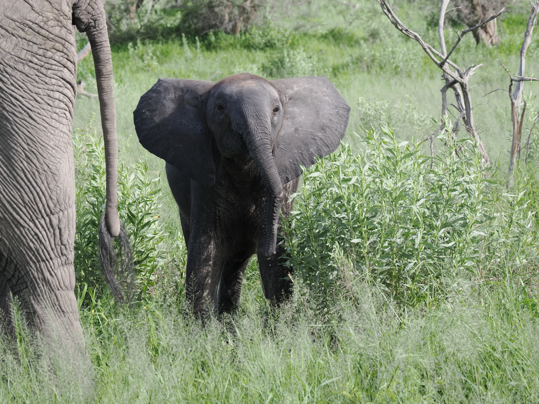 This baby elephant had some damage on his trunk - likely from a croc. 