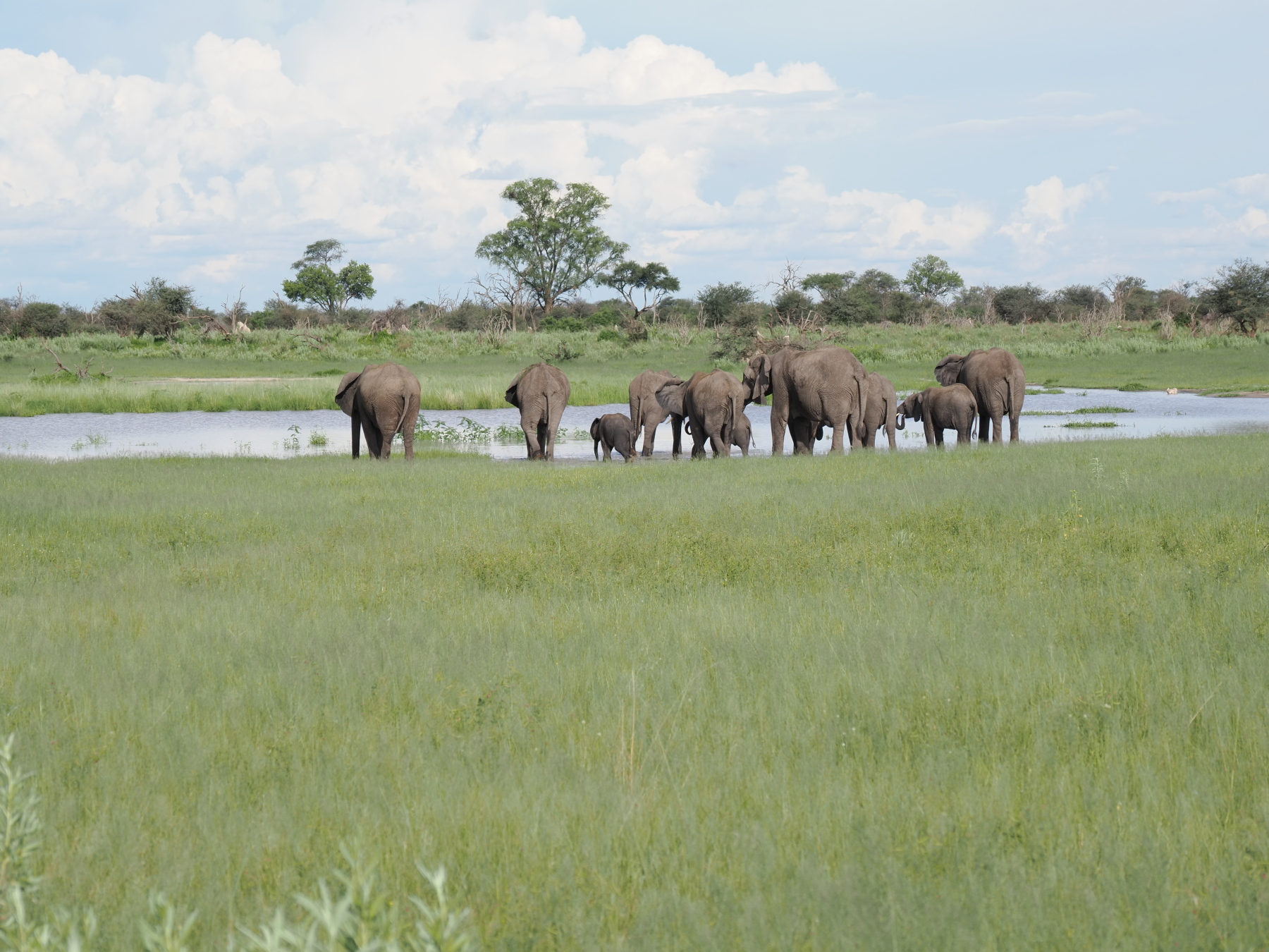 The african salute (ie. butts to camera) by the whole herd