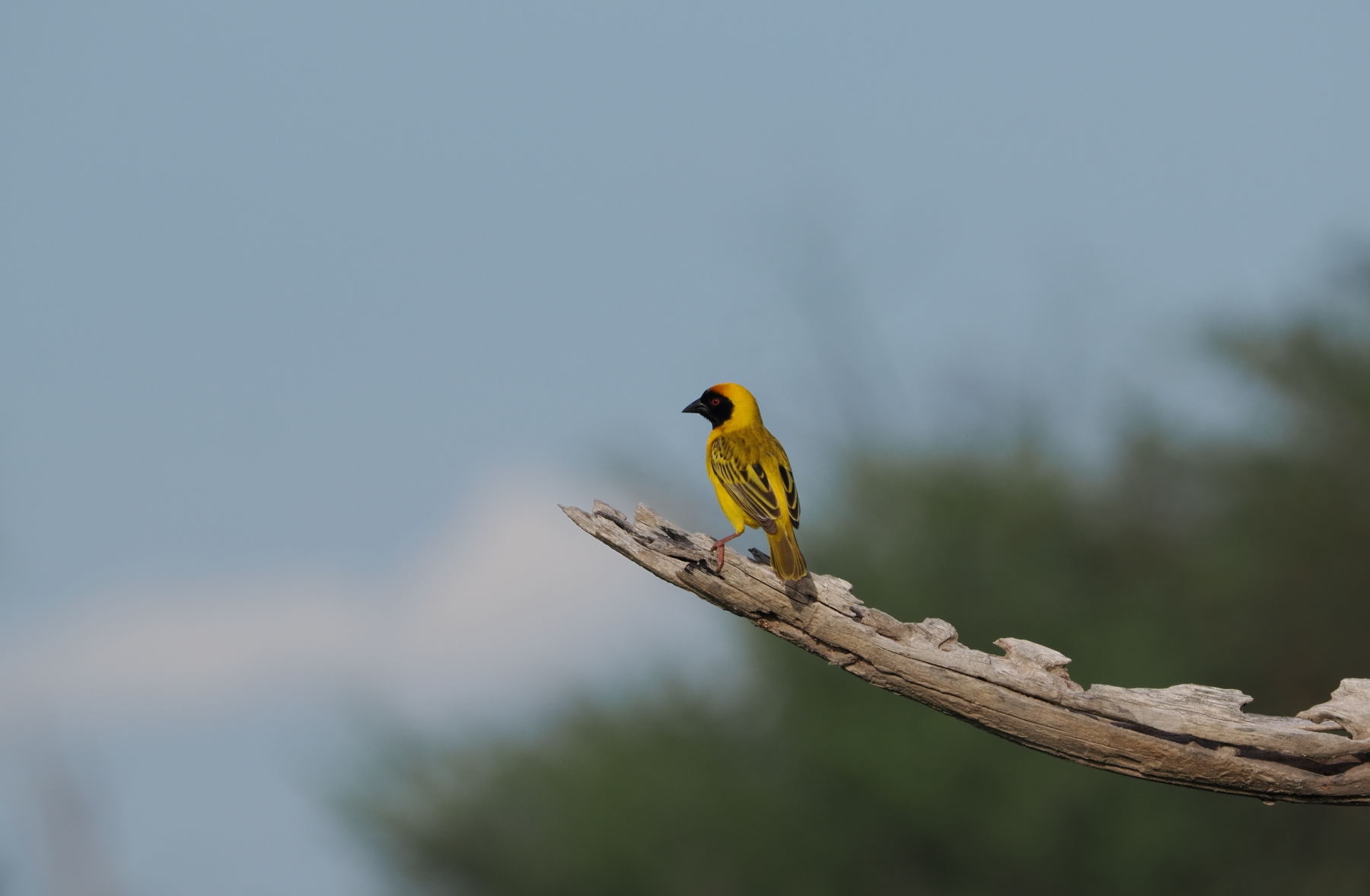 Southern Masked Weaver
