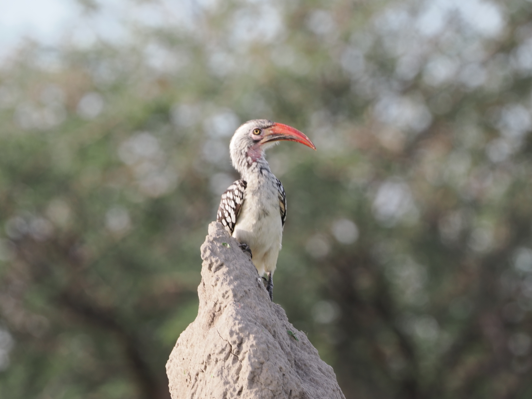 Red billed hornbill (the flying chili pepper) surveying the world from a termite mound