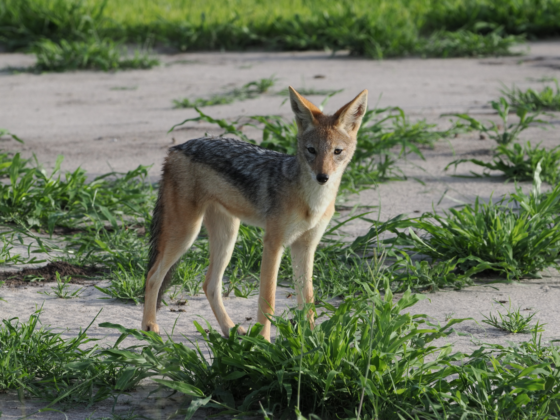 Black backed jackal - he was snapping at flies to eat