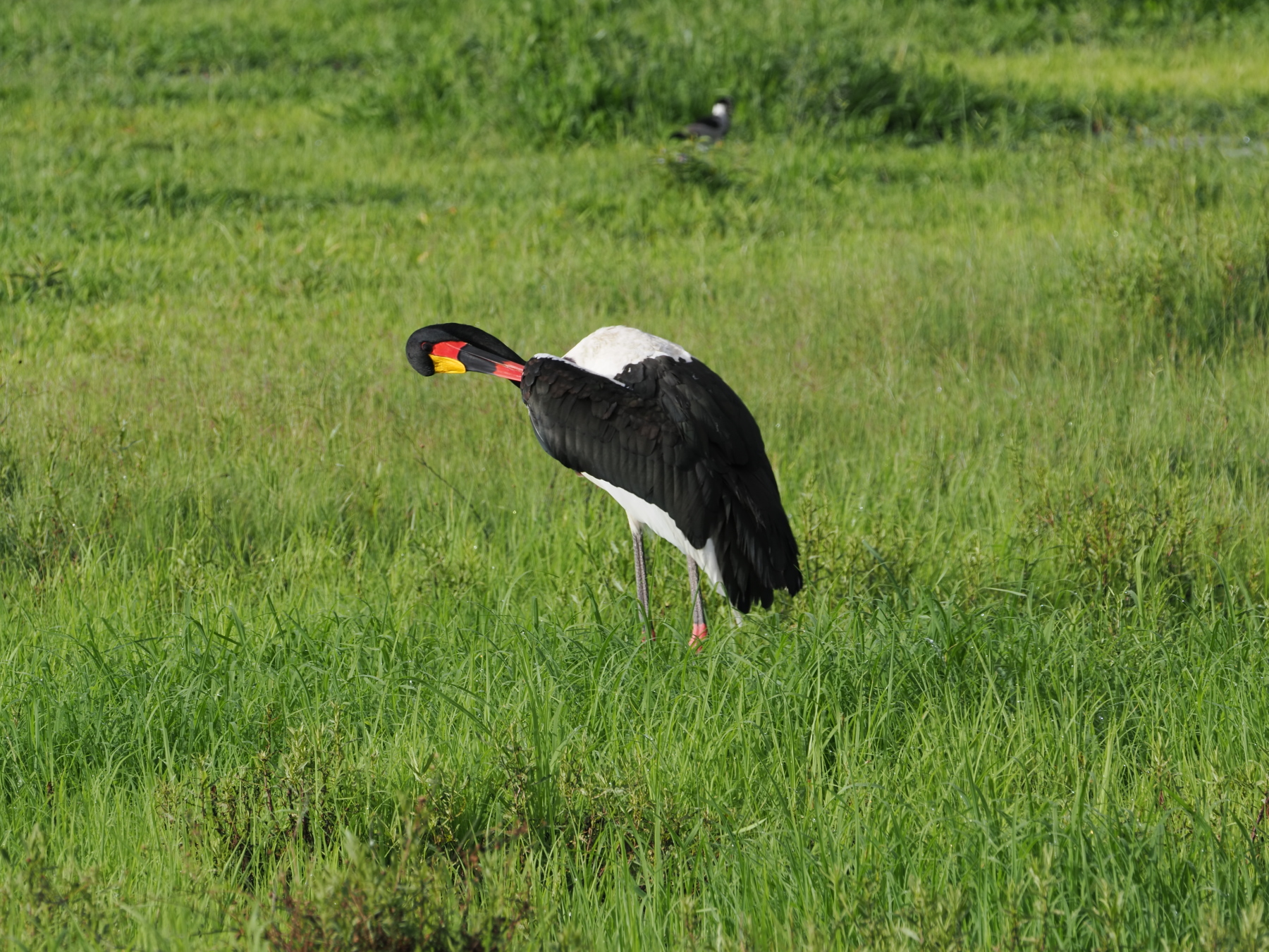 Saddle billed stork