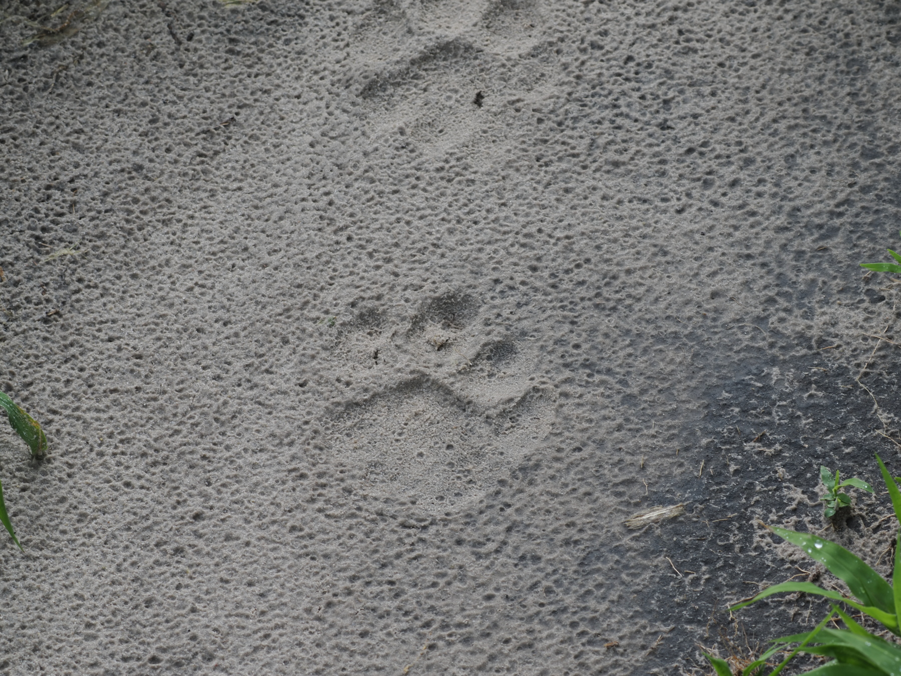 Lion paw prints. They passed after last night's rain