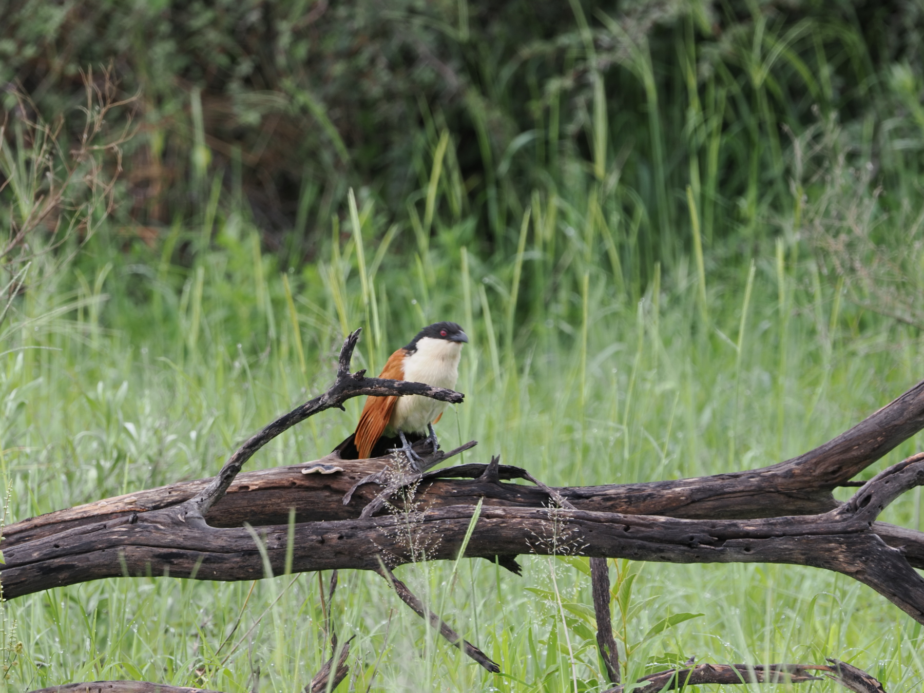 Coppery tailed Coucal. I don't make this stuff up! Also called the rain bird because of the sound of its call