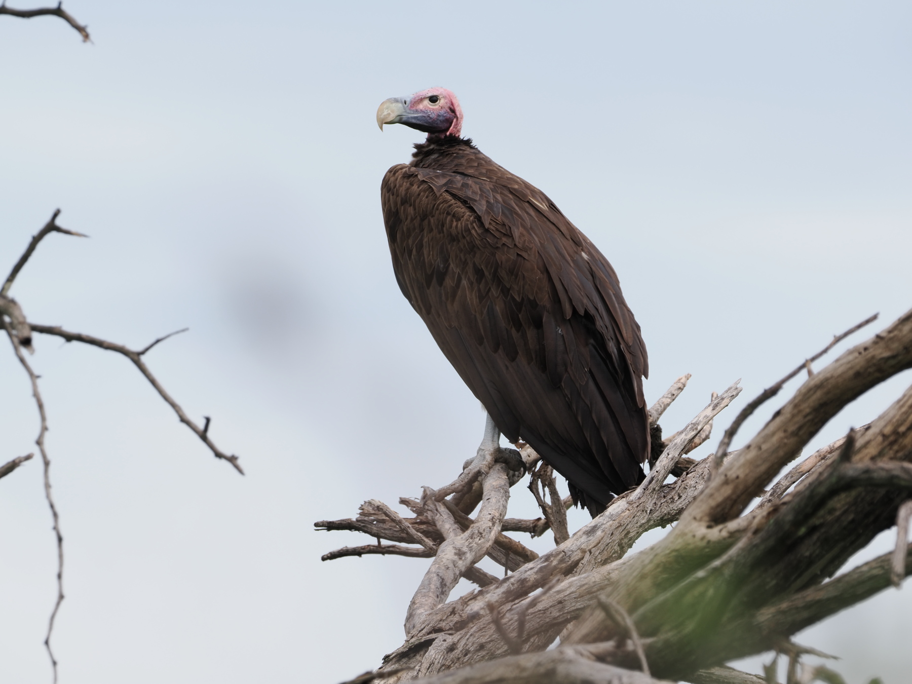 lappet faced vulture - this is a big bird: 1m wingspan? 