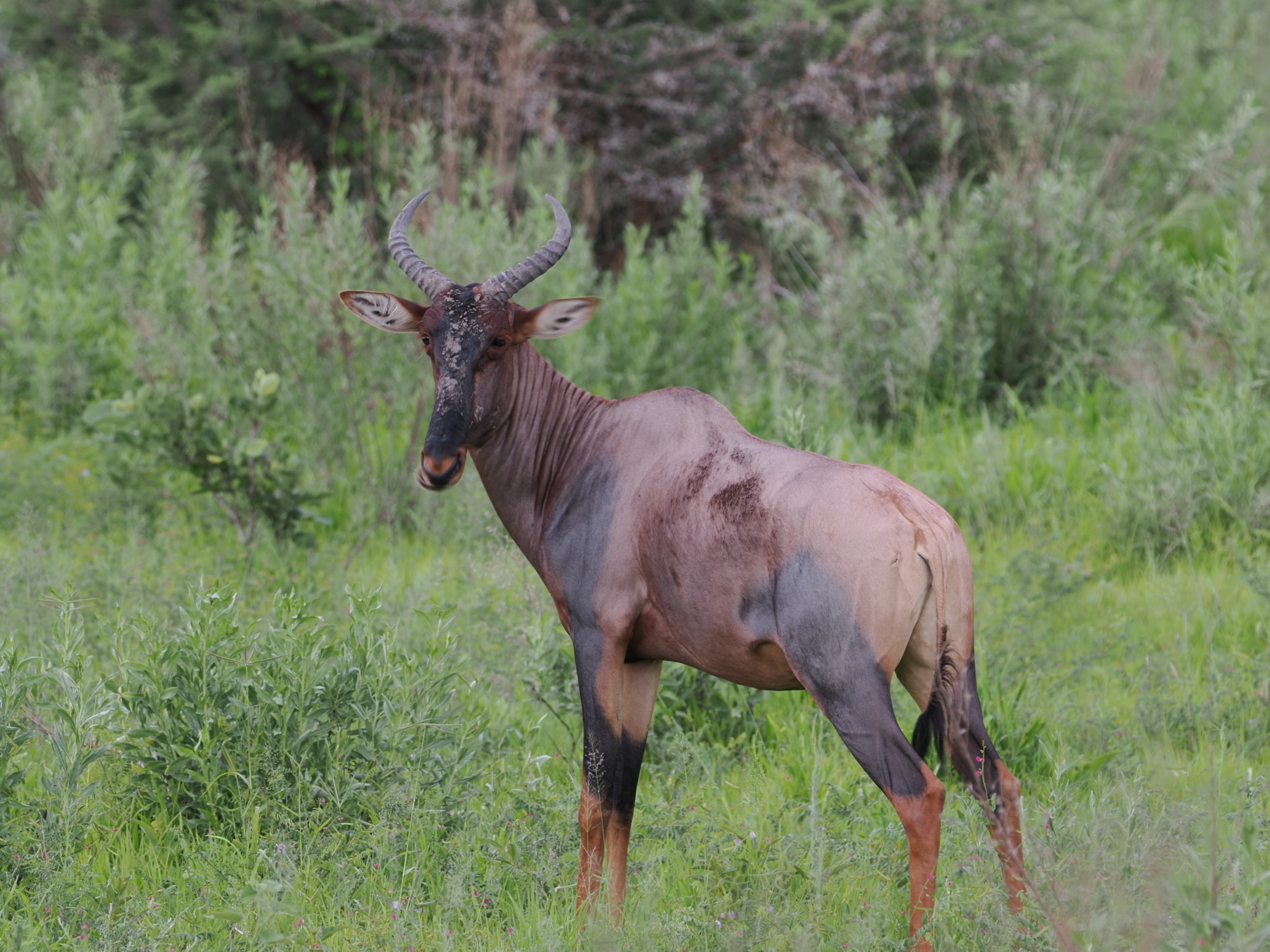 Tsessabe - s new antelope for us but similar to the Topi we saw in Kenya