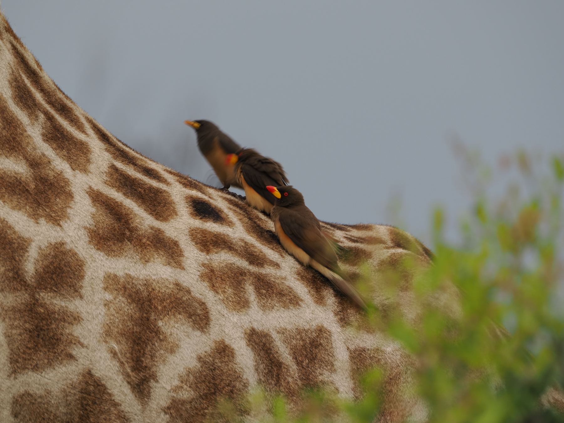 Oxpeckers discussing their cleaning plan