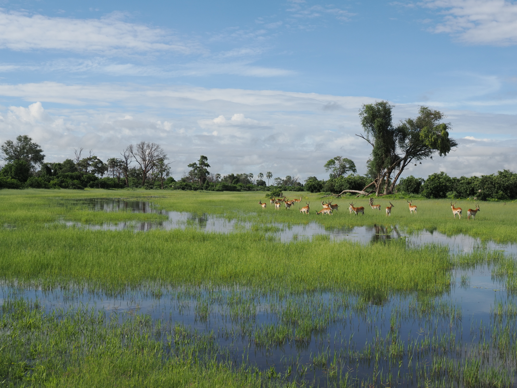 Red Lechwe are similar to but a bit larger than an impala. THey are adapted to waterside living. 