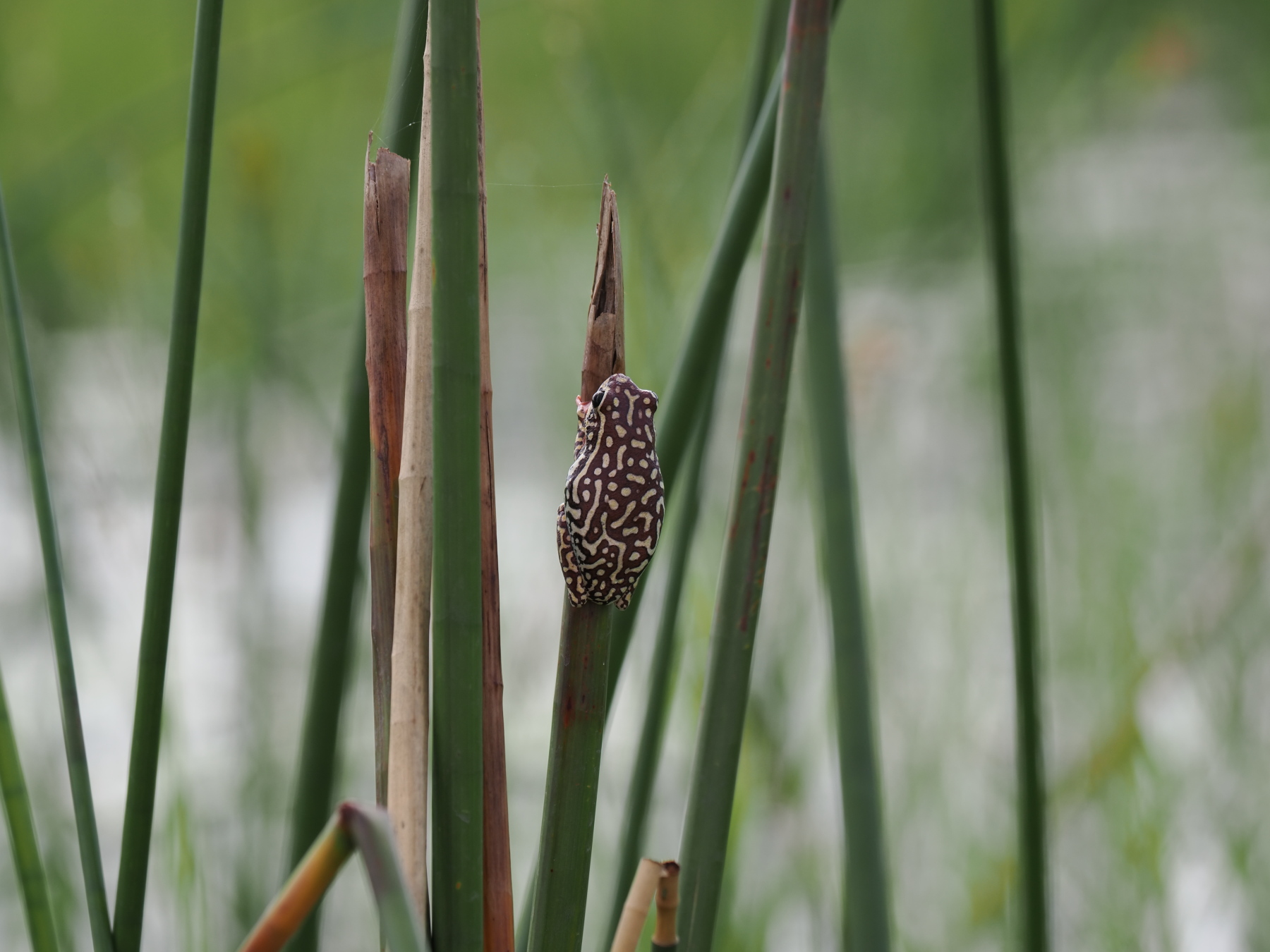 Angolan reed frog - this little guy is maybe 3cm long