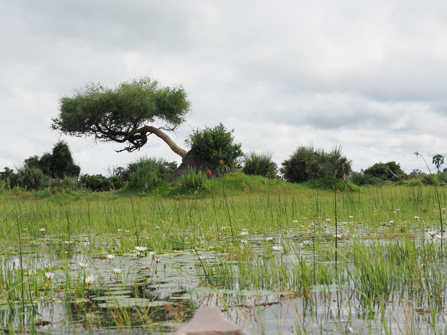island in the okvango delta