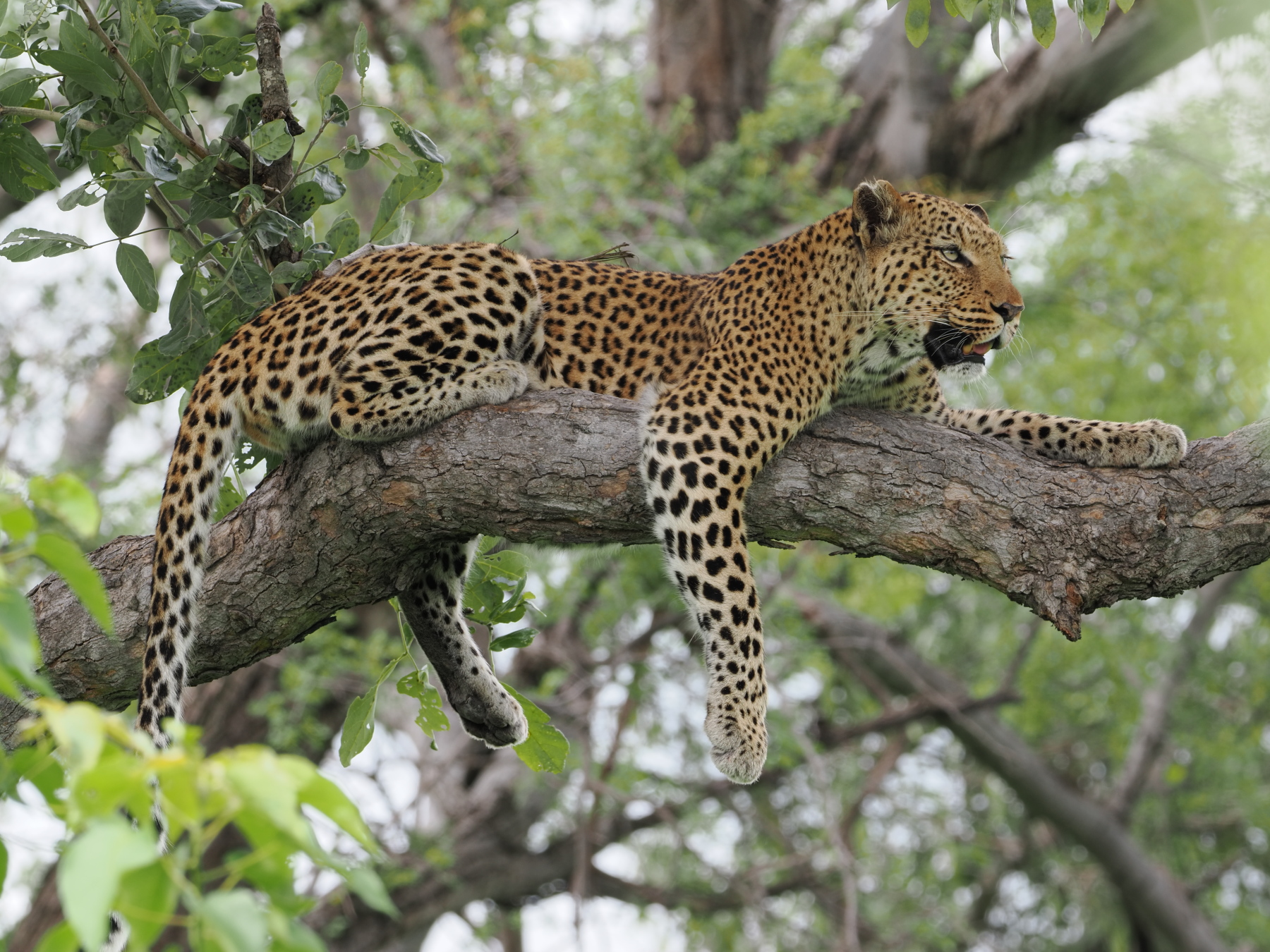 She looks comfortable and uncomfortable at the same time