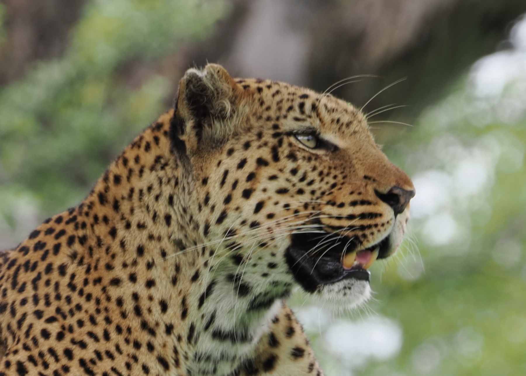 f you want to know if a leopard or cheetah is pouncing on you, look for the black tear colours under the eyes. Leopards do not have them.  