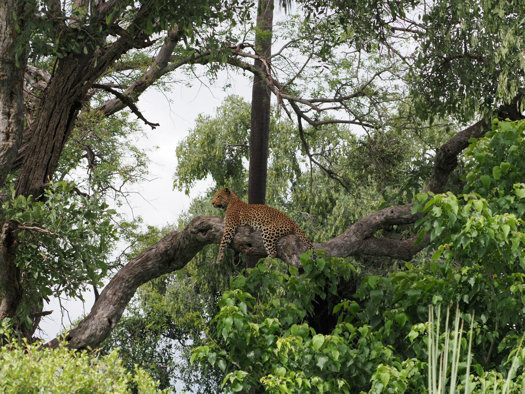 Leopard -I did not want ot take a pic of the impala kill