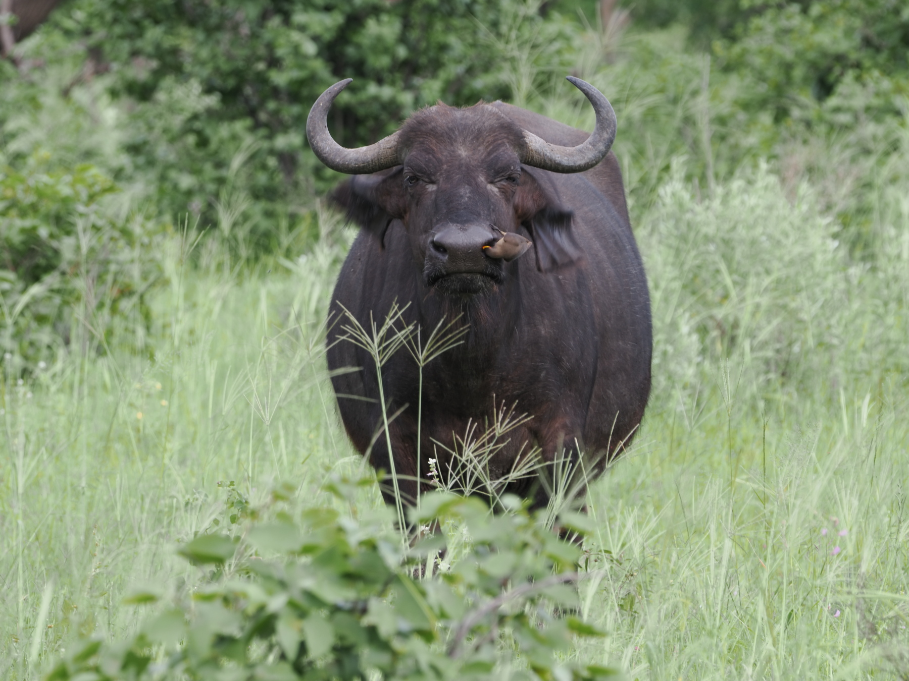 Its hard to take the stare of a cape buffalo seriously when there's a bird in its nose. 