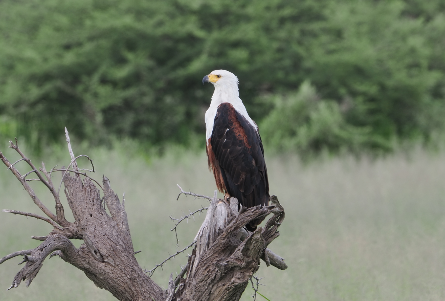 amother fish eagle