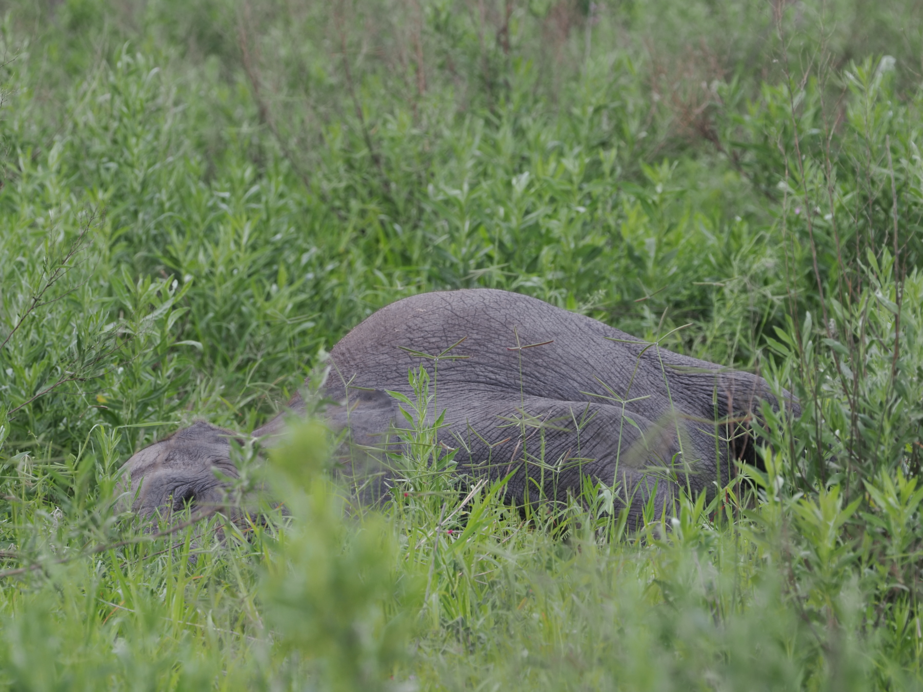 A typical toddler = he's not interested in moving any more. 