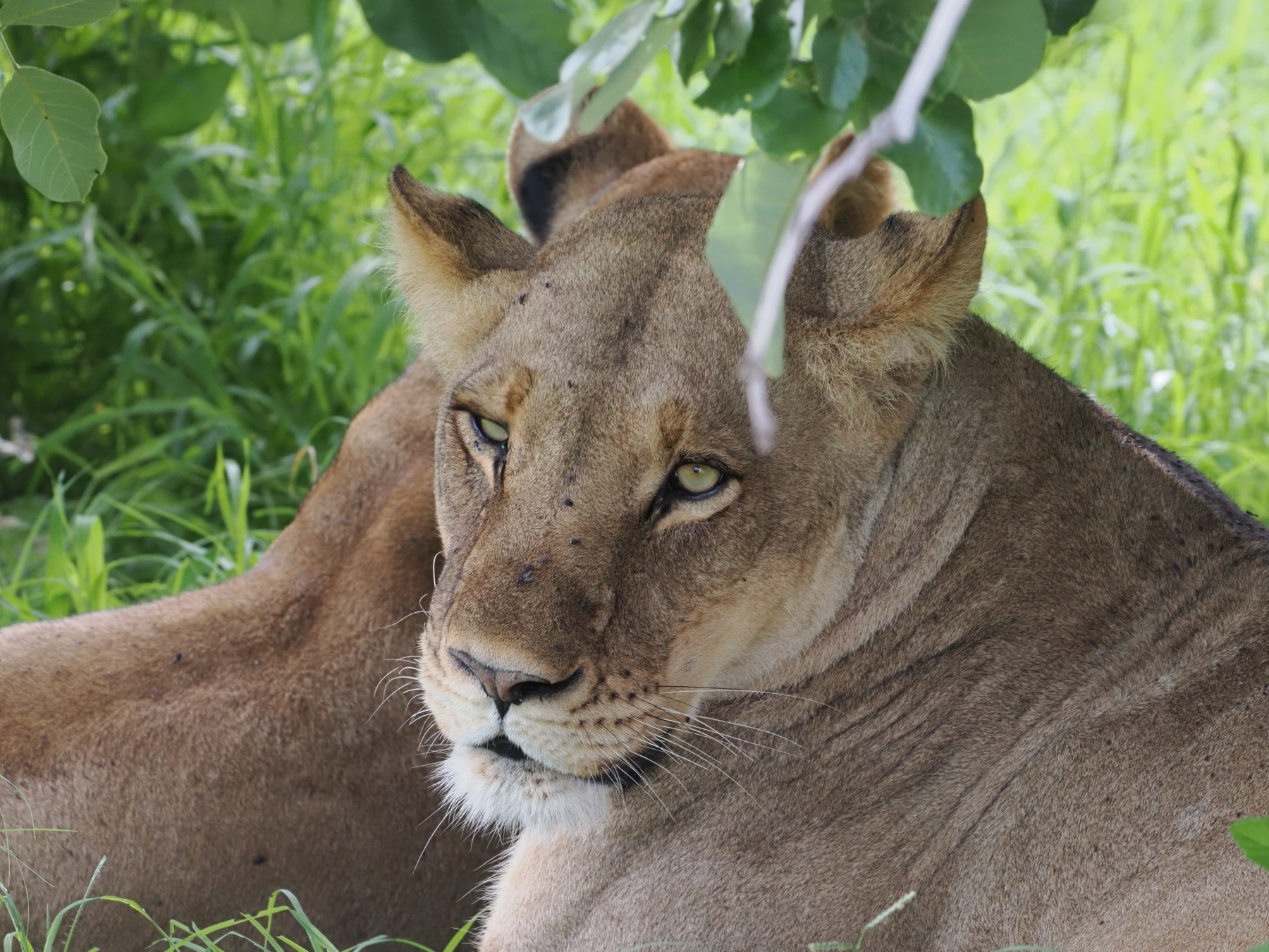 one of the lionesses. Apparently they all take care of the pup. 