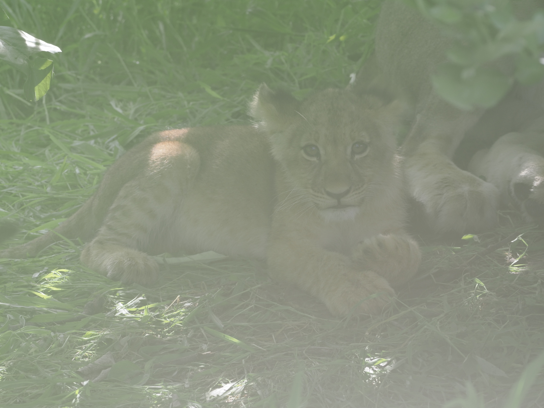 huh -my lens fogged up in the humidity, I'll have to be careful of that