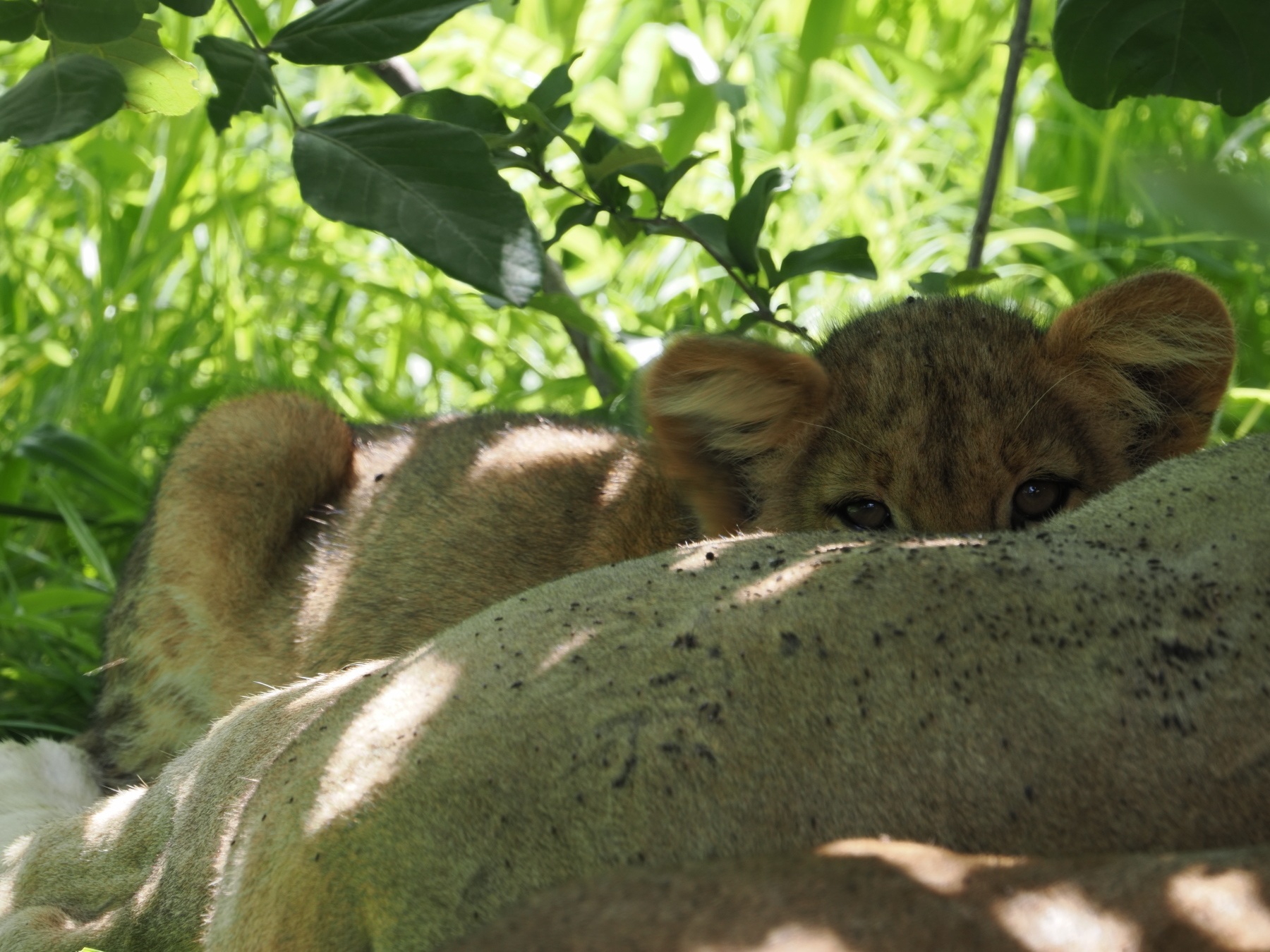 Getting some milk from Mum