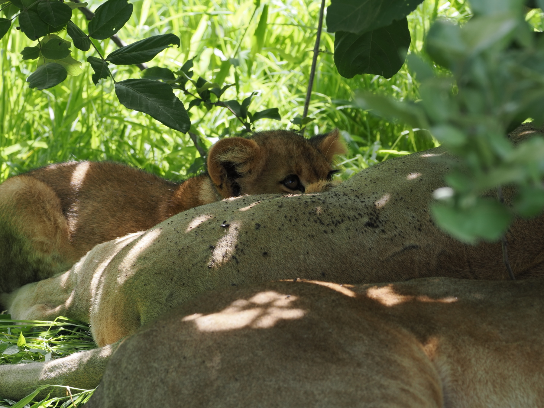I didn't know cubs had super long lashes